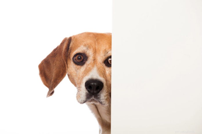 Huvudpressning – en varning om allvarlig sjukdom hos hundar