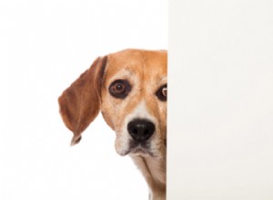 Huvudpressning – en varning om allvarlig sjukdom hos hundar