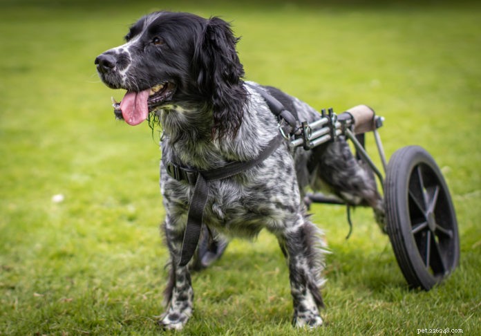 Välja rullstol för en hund med rörelsehinder
