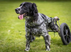 移動に問題のある犬のための車椅子の選択 