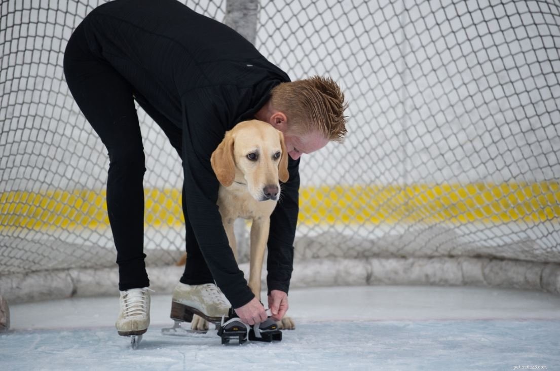 Laboratório resgatado do corredor da morte se transforma em fenômeno de patinação no gelo