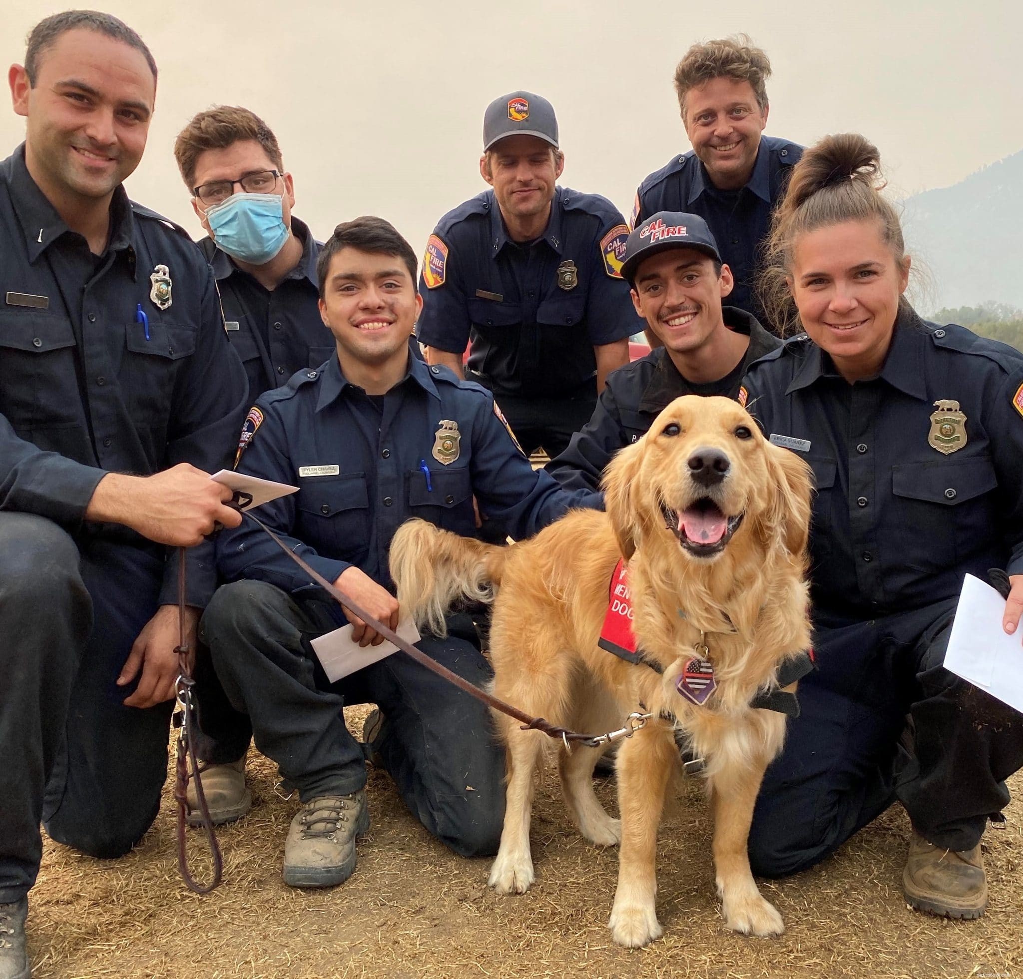 Söt terapihund erbjuder välbehövlig hjälp till brandmän som kämpar mot bränder på västkusten