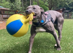 動物の聖域で数か月過ごした後、捨てられた「ぐらついた」犬が永遠の家を見つける