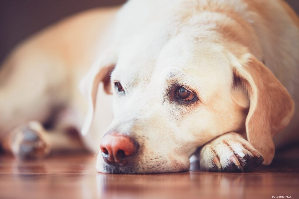 Säsongsbetonad affektiv störning hos hundar:Får husdjur vinterblues också?