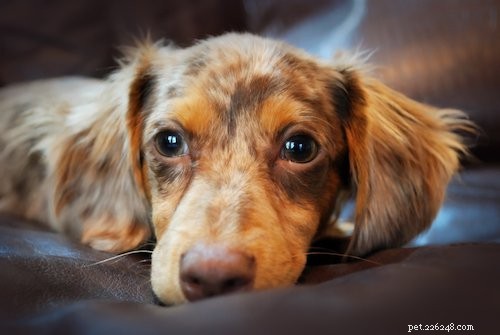 Sezónní afektivní porucha u psů:Mají zimní blues i domácí mazlíčci?