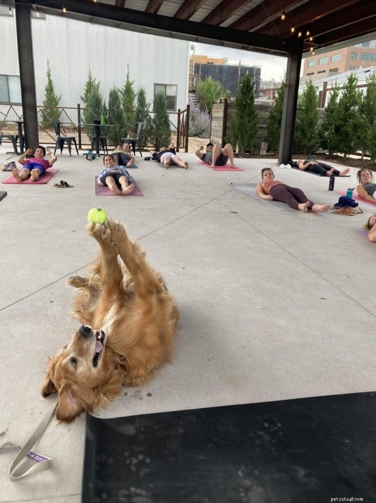 A pose característica de Harvey, o Golden Retriever, rouba aula de ioga, todas as vezes