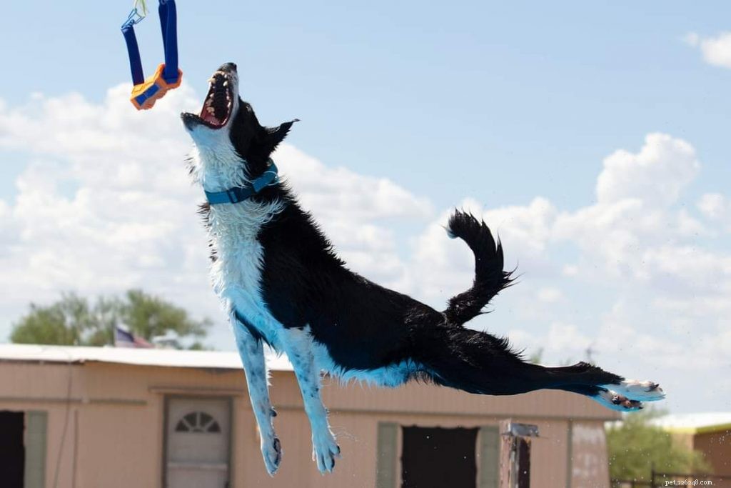 Potápění v doku pro psy:Zábavný, all-inclusive sport, který se může naučit každý pes 