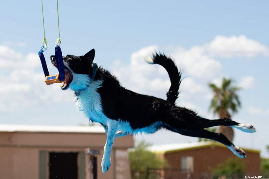 Dockdykning för hundar:en rolig allomfattande sport som alla hundar kan lära sig 