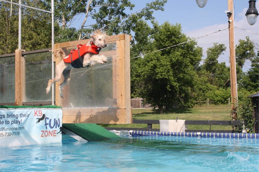 Mergulho de doca para cães:um esporte divertido e com tudo incluído que qualquer cão pode aprender 