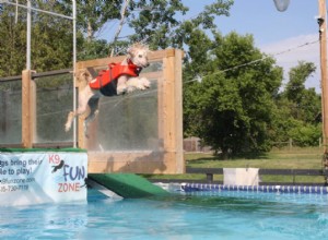 Dock Diving pour chiens :un sport amusant et tout compris que tout chien peut apprendre 