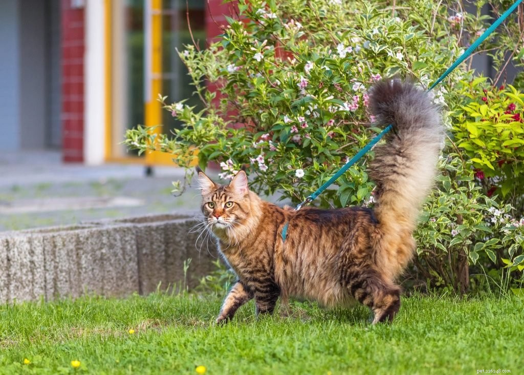 あなたの猫を歩く前に尋ねるべき5つの質問 