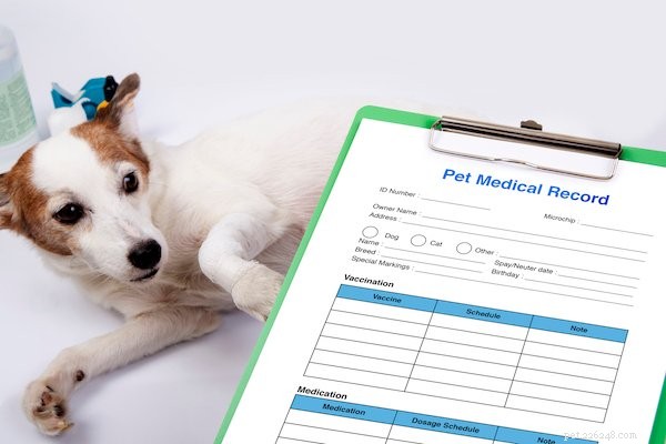 Assicurazione per animali domestici e condizioni preesistenti:cosa sapere prima di acquistare