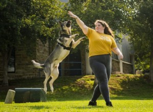 Bästa hundselar 2022 – provad och testad av en professionell hundtränare