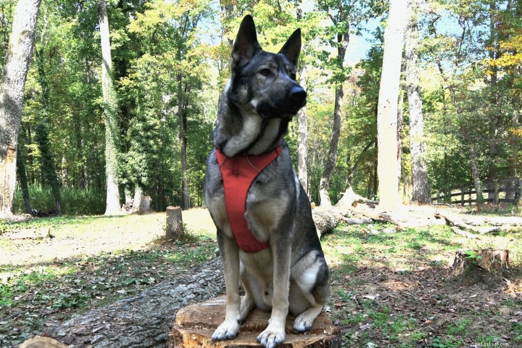 Migliori imbracature per cani 2022:provate e testate da un addestratore di cani professionista
