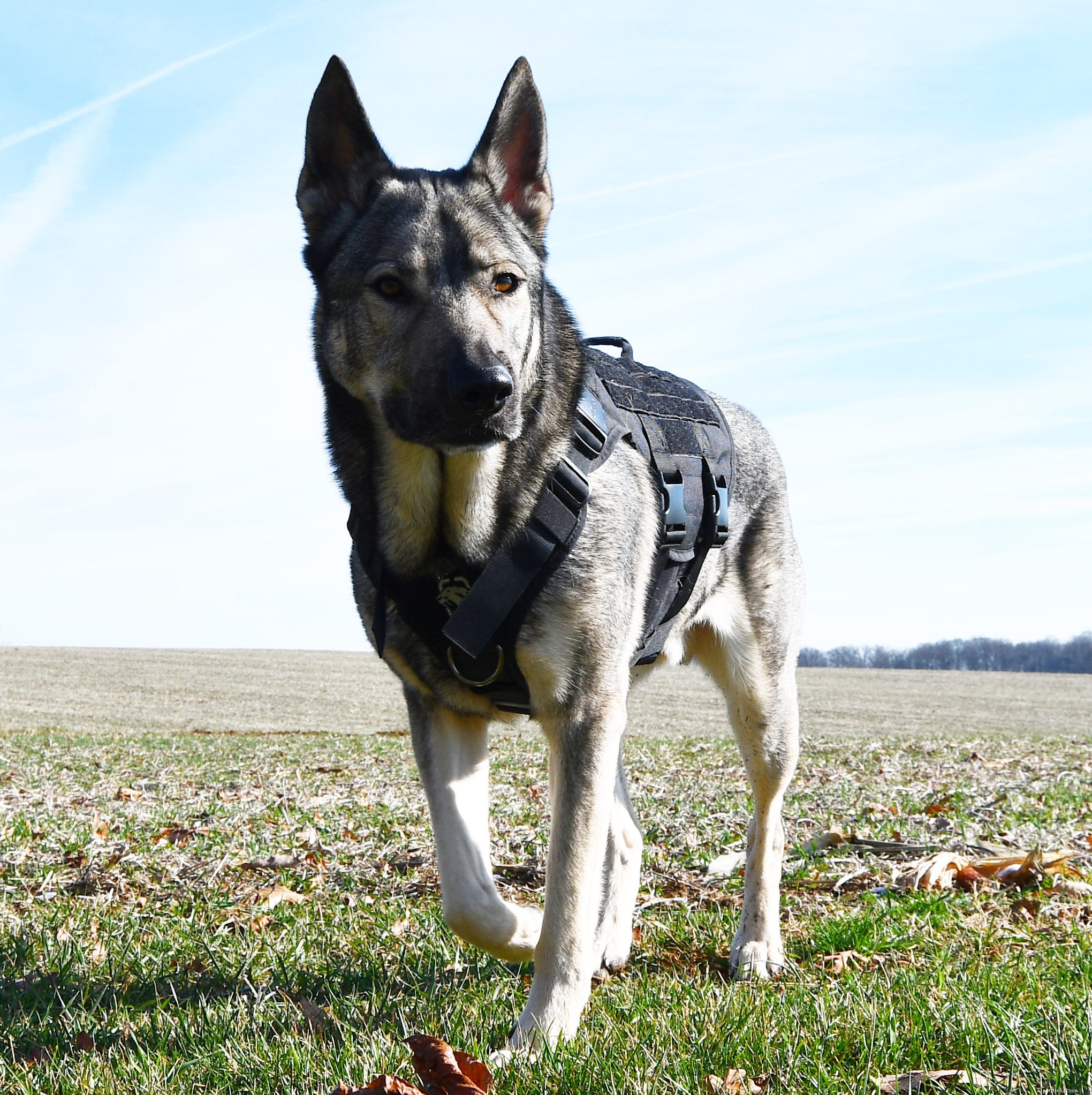 最高の犬用ハーネス2022–プロの犬のトレーナーによる試用とテスト 