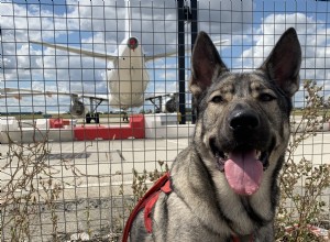 Doggy Bootcamp (of Board &Train) en je reactieve hond – de waarheid achter de belofte.