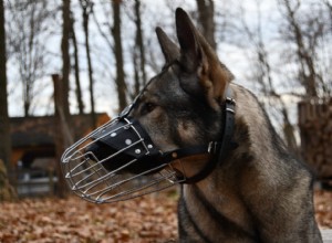 Как подобрать намордник для вашей собаки – полный и правильный способ