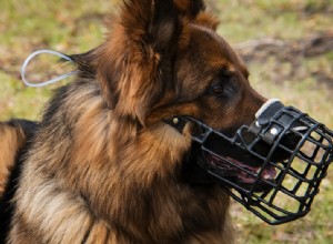 5 dingen die u moet weten over gemuilkorfde honden