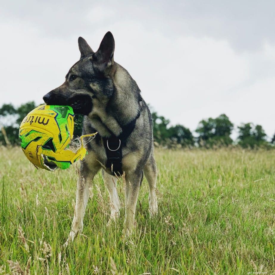 あなたの反応性の犬を訓練する前にすべき6つのこと 