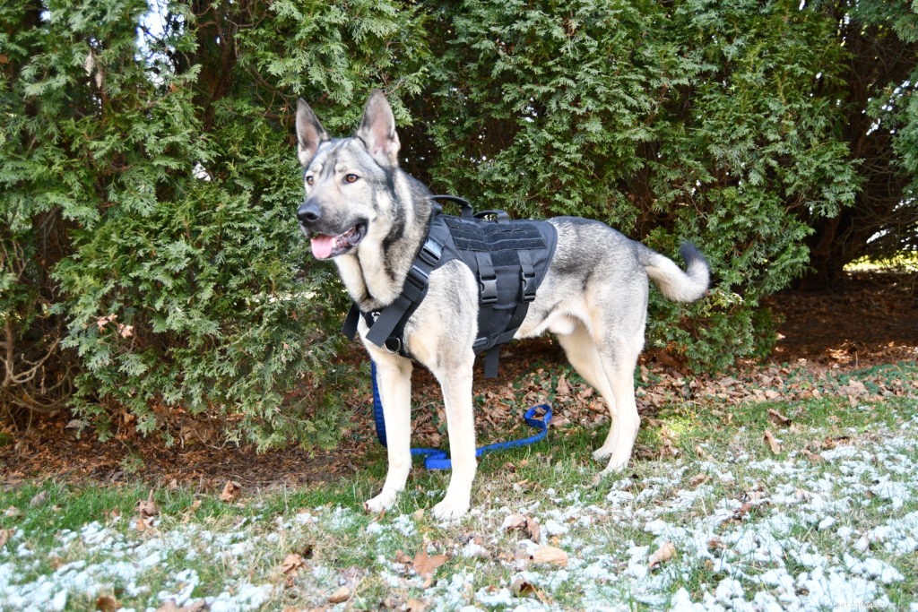 Тактическая шлейка для собак OneTigris XDestroyer K9 — честный обзор.