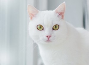 Proč na mě moje kočka zírá? 5 hlavních vysvětlených důvodů