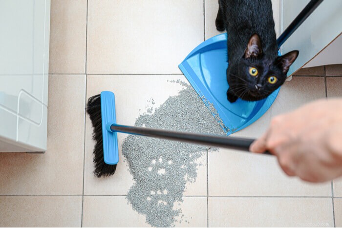 猫の行動学者によると、猫のトイレを掃除する方法 