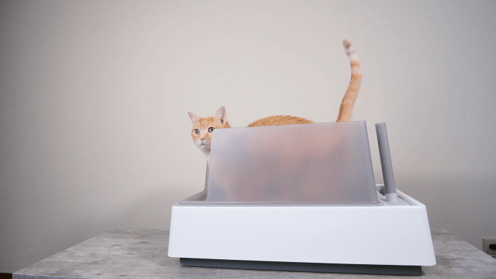 Come pulire la lettiera del gatto secondo un comportamentista di gatti