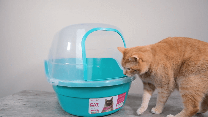 Como limpar a caixa de areia do seu gato de acordo com um especialista em comportamento de gatos