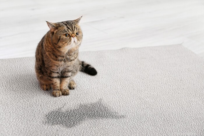 猫の行動学者によると、猫のトイレを掃除する方法 