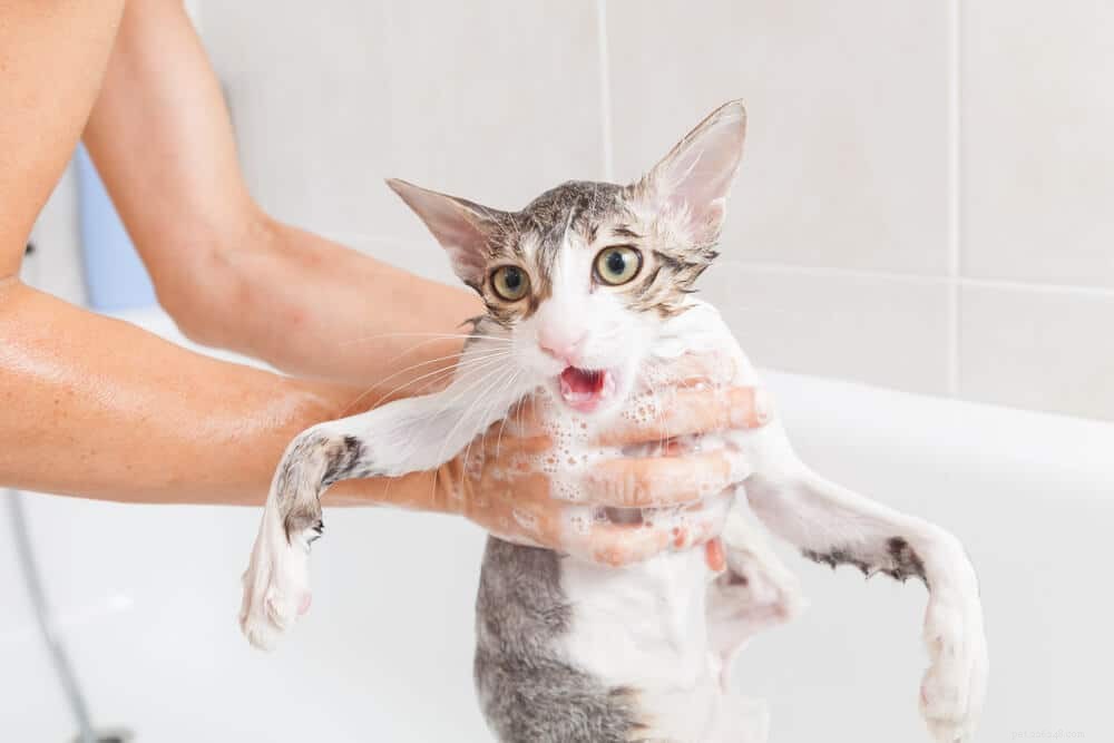 Waarom haten katten water net zo veel als zij?