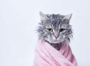 Proč kočky nenávidí vodu stejně jako oni?