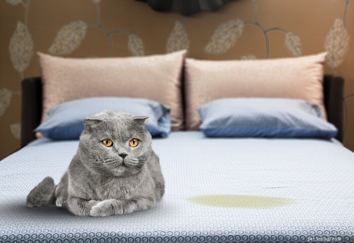 고양이가 침대에 오줌 누는 이유는 무엇입니까?
