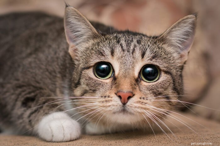 10 věcí, které kočky nenávidí