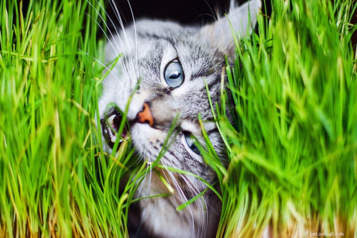 Proč kočky žerou trávu?