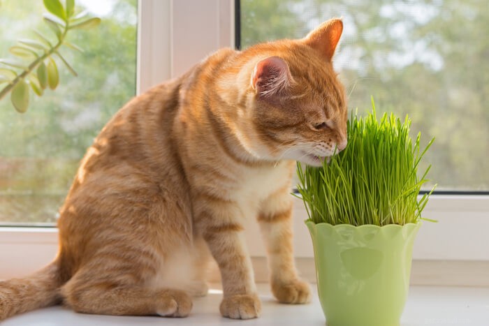 なぜ猫は草を食べるのですか？ 