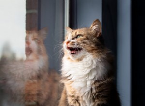 猫のさえずり：それは何ですか、それはどういう意味ですか？ 