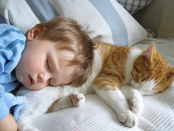 猫と子供–安全な遊びのルール 