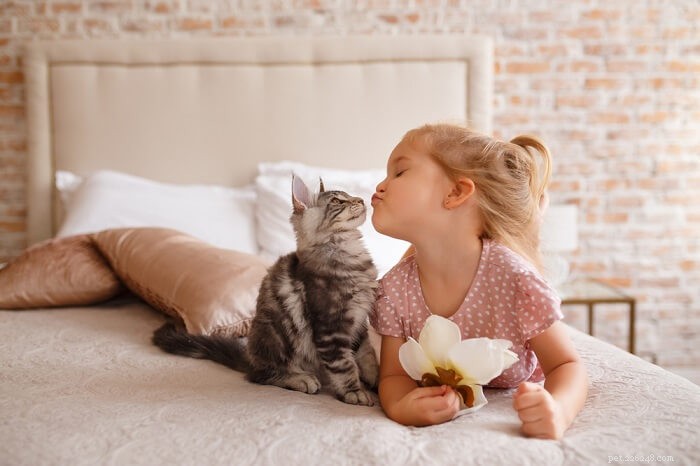 Gatos e crianças – regras para brincadeiras seguras