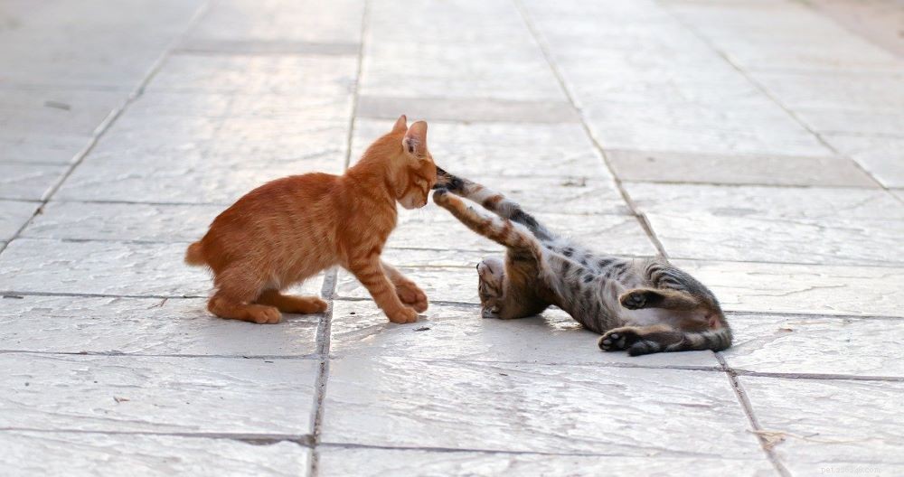 고양이는 왜 물나요? 새끼 고양이의 공격성을 적절하게 처리하는 방법