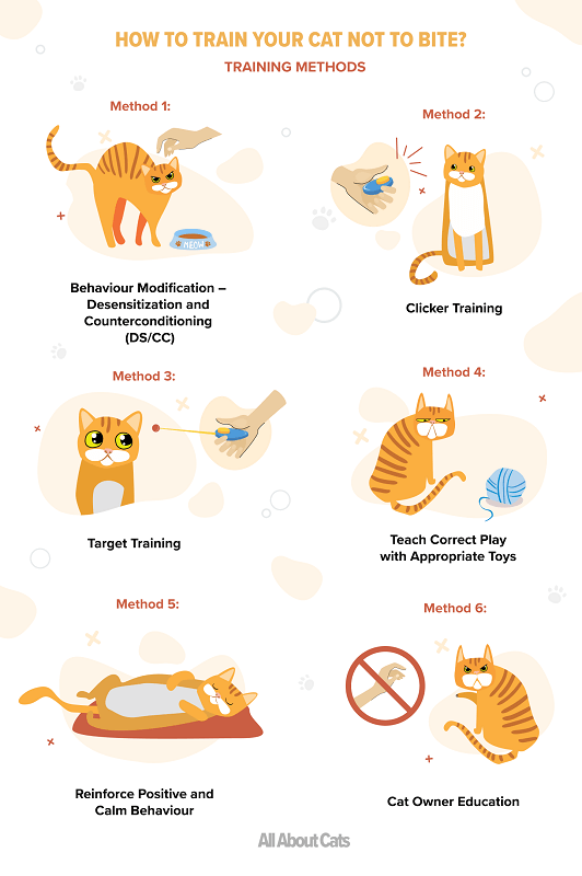 Hur tränar du din katt att inte bita?