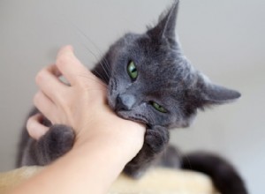 噛まないように猫を訓練する方法は？ 