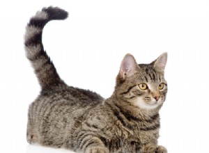 Co vám může říct ocas vaší kočky?