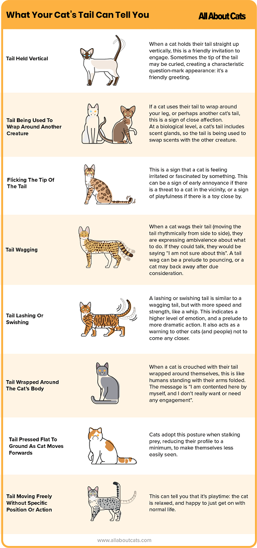 고양이 꼬리가 알려주는 정보는 무엇입니까?