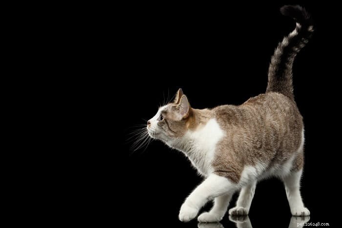 О чем может рассказать хвост вашей кошки?