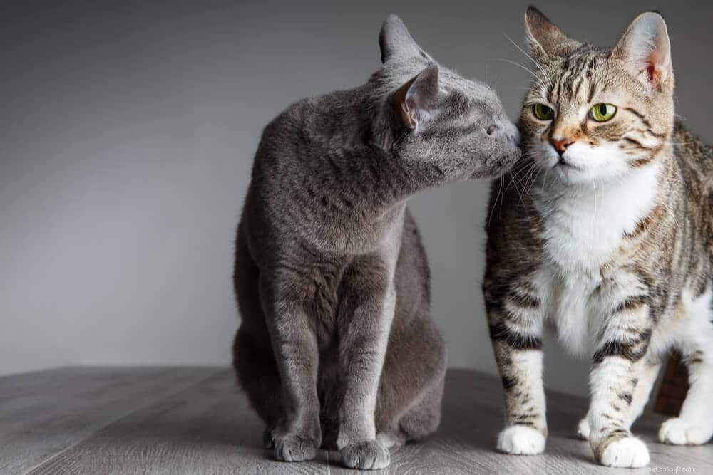 Hoe kunnen katten met elkaar opschieten?