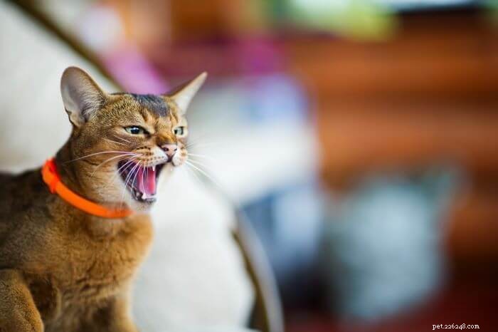10 causas de agressão em gatos e como ajudar