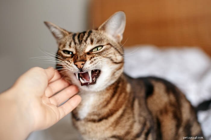 10 oorzaken van agressie bij katten en hoe te helpen
