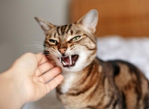10 příčin agrese u koček a jak pomoci
