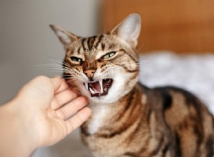 고양이 공격성의 10가지 원인과 해결 방법