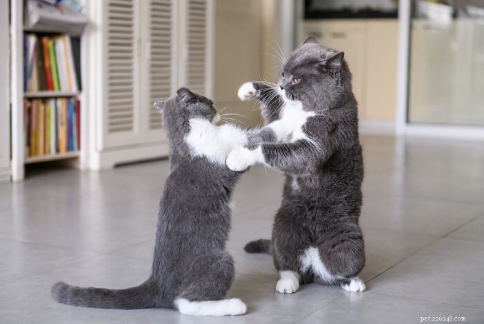 10 причин агрессии у кошек и как помочь